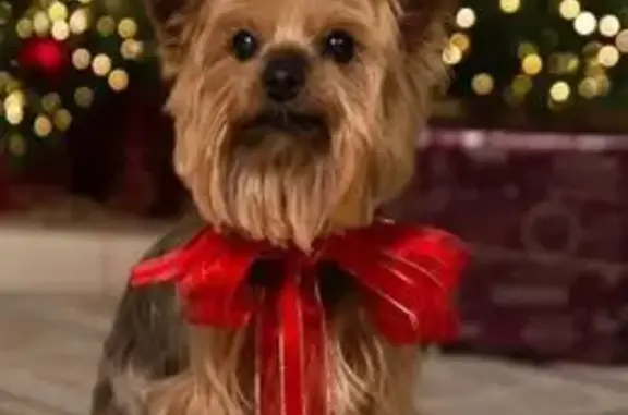 Собаки потеряшки, Краснодарский, фото: Потеряшка пёс, ЖК Любимово, 3-й Апшеронский 11