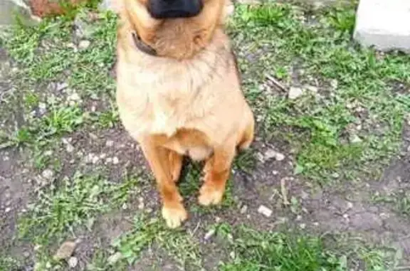 Пропала собака, Стрельцы, Тульская область