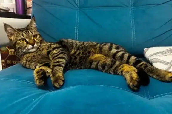 Найденные животные Нижнекамск, фото: Котенок мейкун найден в Нижнекамске