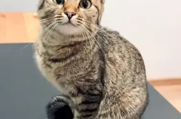 Найдена кошка, Кемерово, фото: Найдена кошка, б-р Строителей, 30А, Кемерово