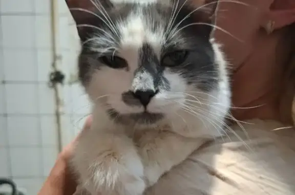 Пропала кошка, ул. Куприна, 46А, Ростов-на-Дону