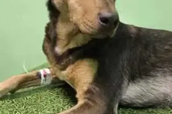 Пропала собака в Клюкве, Курская область