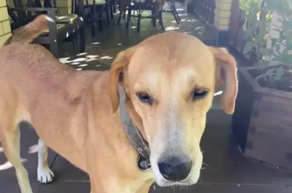 Найдена собака, Волжский, фото: Собака найдена, ул. Энгельса, 3, Волжский