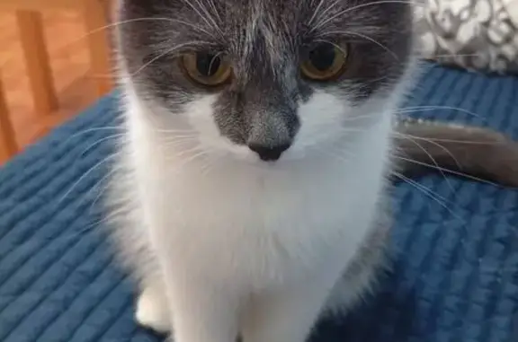 Кошки потеряшки, Санкт-Петербург, фото: Потеряшка кошка, Бассейная ул., СПб