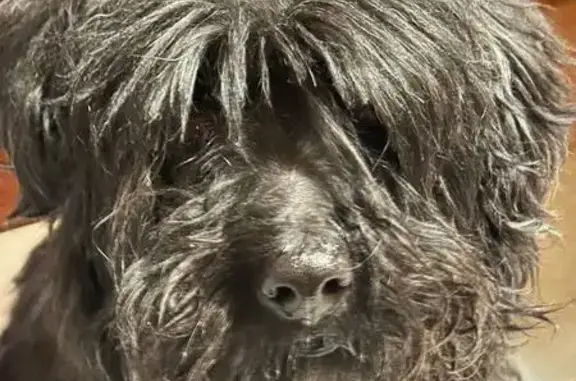 Найдена собака, Саратов, фото: Найдена черная собака, ул. Батавина, 6