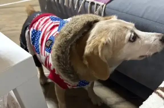 Найдена собака, Зеленоградск, фото: Собака найдена в машине 27К-211, Зеленоградск