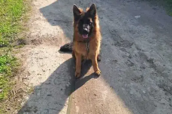 Пропала собака, Каркатеевы, Югра