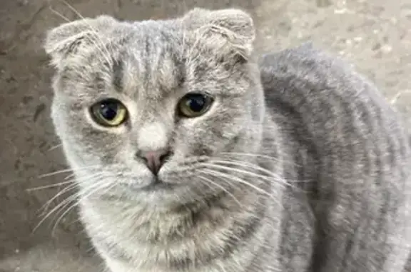 Пропала кошка на Сакко и Ванцетти, 107