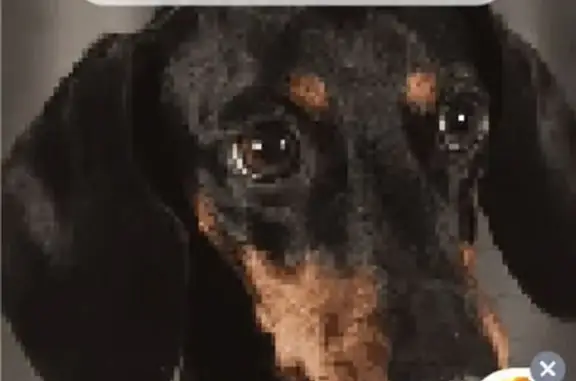 Собаки потеряшки, Москва, фото: Потеряшка собака, хромает, Москва