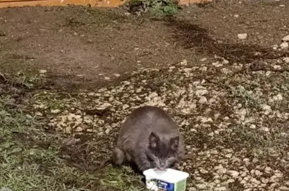 Найдена кошка, Луховицы, фото: Кошка найдена, Фрунзе 32, Луховицы