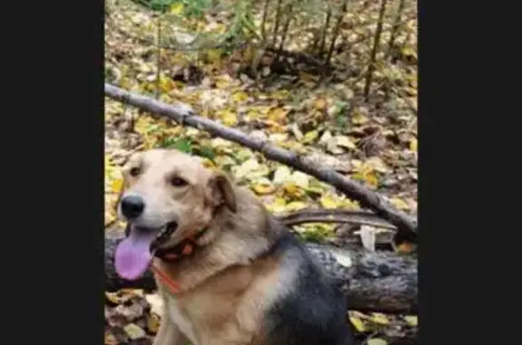 Пропала собака, Первомайский 57К-0049