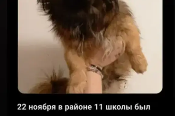 Найдена собака, Черкесск, фото: Собака найдена: ул. Доватора, 14, Черкесск