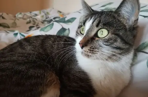 Кошки потеряшки, Тула, фото: Потеряшка кошка на ул. Кауля, 51 к3, Тула