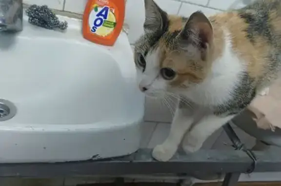 Объявления о пропавших и найденных животных, Ухта, фото: Найдена кошка, Советская 8, Ухта