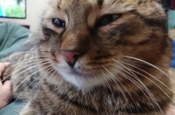 Кошки потеряшки, , фото: Потеряшка кошка, 03К-003, Кирпичное