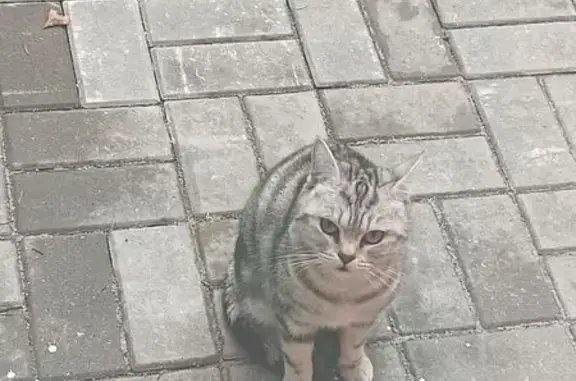 Найдена кошка, Ярославская область, фото: Кошка найдена в саду 