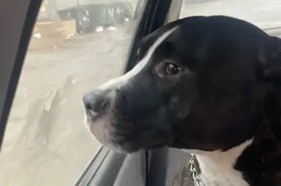 Найдена собака, Челябинск, фото: Найдена собака, ул. Василевского, 38