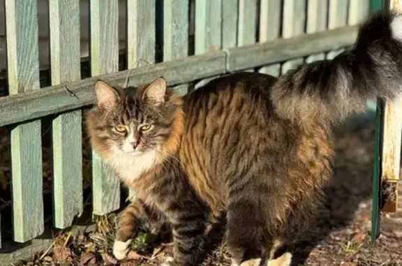 Пропала кошка, 3-й Писцовский пер., Иваново