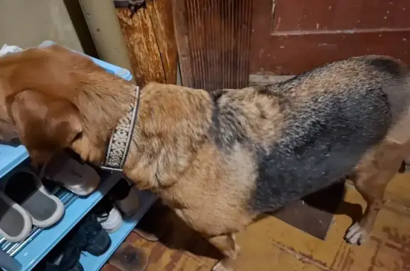 Найдена собака, Нижний Новгород, фото: Собака найдена: ул. Сергея Акимова, Н. Новгород