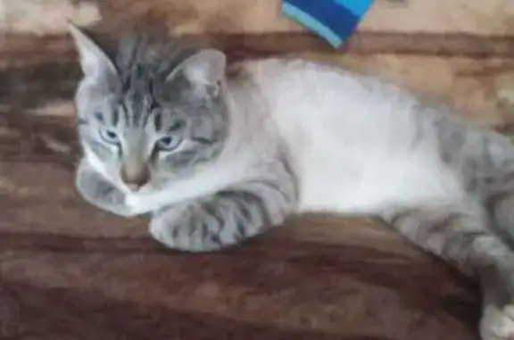 Найденные животные Константиновское, фото: Кошка найдена: 7-я ул., 139, Константиновское