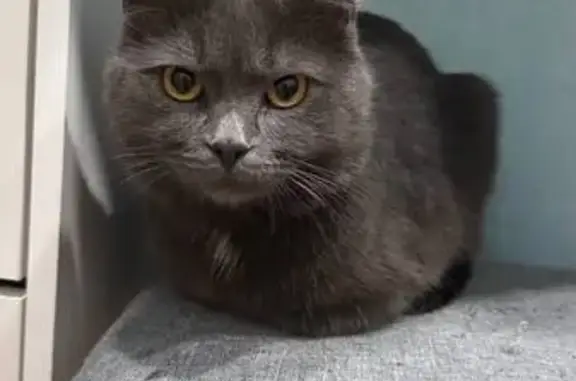 Найдена кошка, Нефтеюганск, фото: Кошка найдена у дома 25, Нефтеюганск