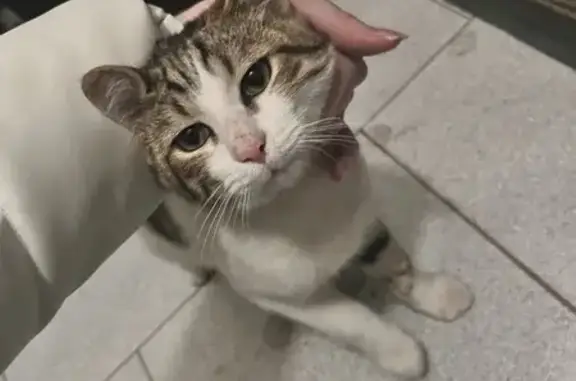 Найдена кошка, Волгоград, фото: Кошка найдена, б-р Победы 17Д, Волгоград