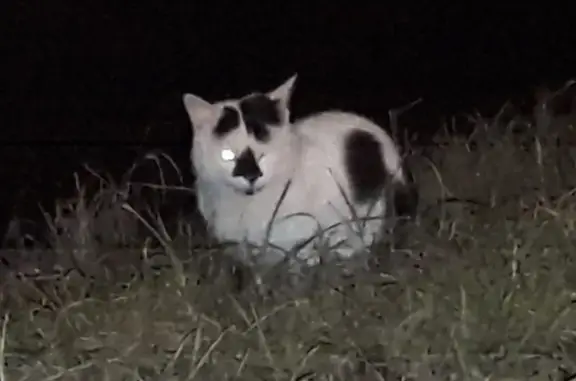 Крупная кошка найдена на ул. Прянишникова