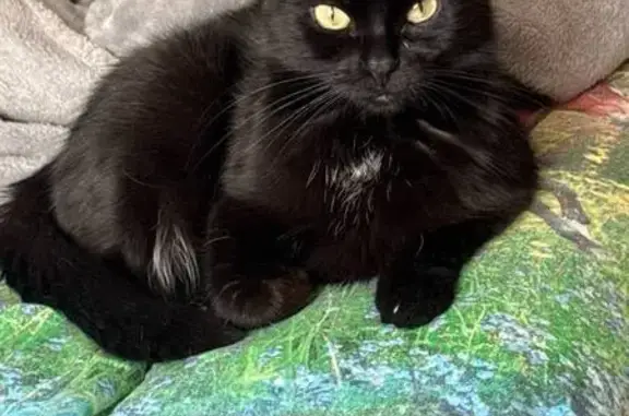 Кошки потеряшки, Каменск-Уральский, фото: Потеряшка кошка, Челябинская ул., Каменск