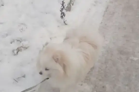 Пропала собака Марти, Соликамск, сквер