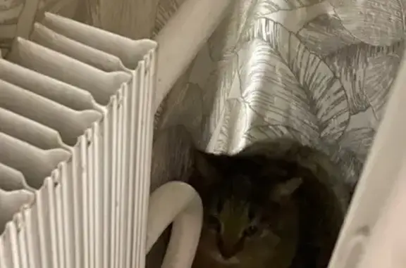 Найдена кошка, Челябинск, фото: Кошка найдена: ул. Василевского, 70А