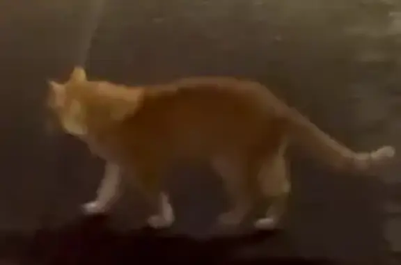 Найдена кошка, Химки, фото: Пухлый рыжий кот, ул. Пожарского, Химки