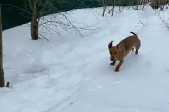 Пропала собака в Кондрово, Калужская область
