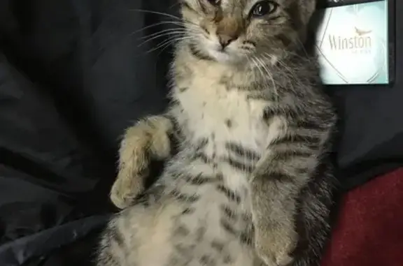 Пропала кошка, ул. Калинина, 40, Киров