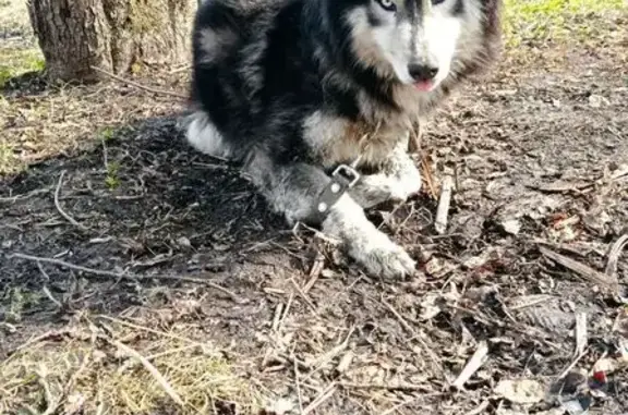 Пропала хаски, Красные Ткачи, Ярославль