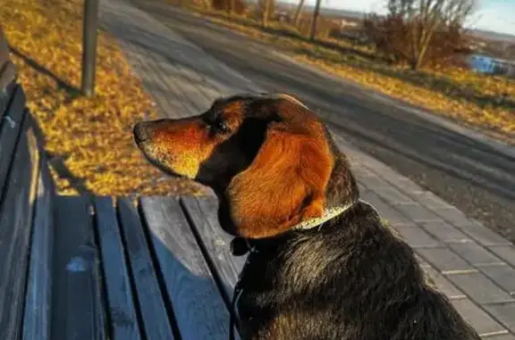 Собаки потеряшки, Красноярск, фото: Потеряшка собака, Ферганская ул. 3, Крск