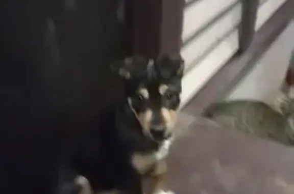 Пропала собака Тучка, Тула, п. Трудовой