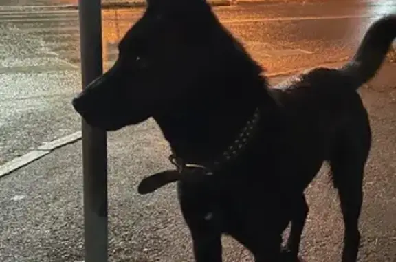 Найдена собака, Челябинск, фото: Собака найдена: ул. Коммуны, Челябинск