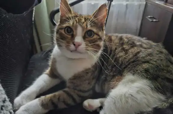 Пропала кошка, Новомытищинский пр., Мытищи