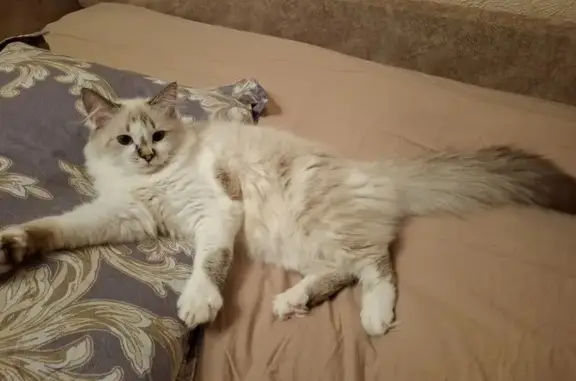 Пропал кот, Щетинский с/с, Курская обл.