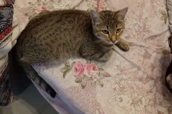 Найдена кошка, Самара, фото: Кот найден в подъезде: Измайловский 2, Самара