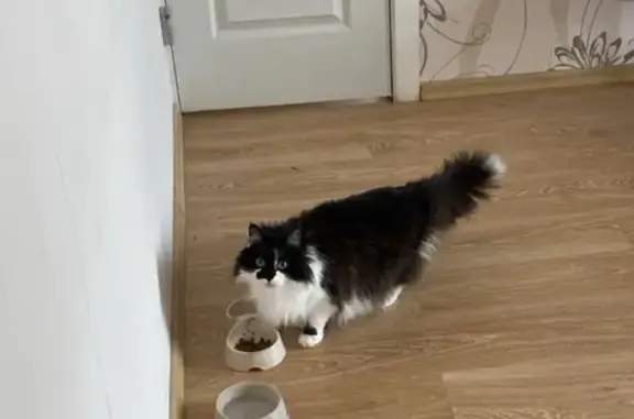 Пропала кошка, Дорожная ул., 3, Русско-Юрмаш