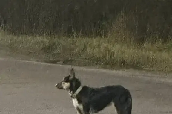 Найдена собака, Тула, фото: Собака на Варваровском проезде, Тула