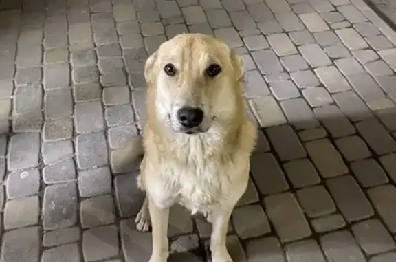 Найдена собака, Краснодар, фото: Собака найдена: ул. Фадеева, 57, Краснодар