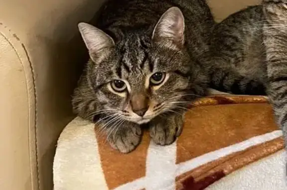 Пропала кошка Марсель, Казахская 1/5