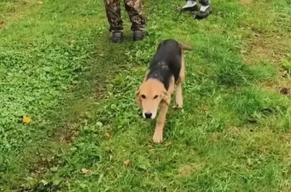 Пропала собака, Новоселовка, 22Н-4823