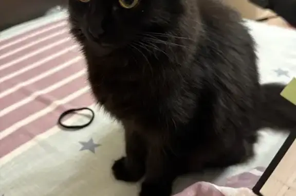 Кошки потеряшки, Элиста, фото: Потеряшка кошка на ул. Хахлыновой, Элиста