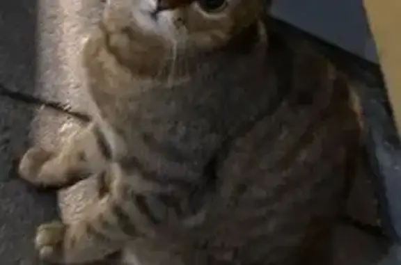 Пропала кошка, Хордовый проезд, Москва