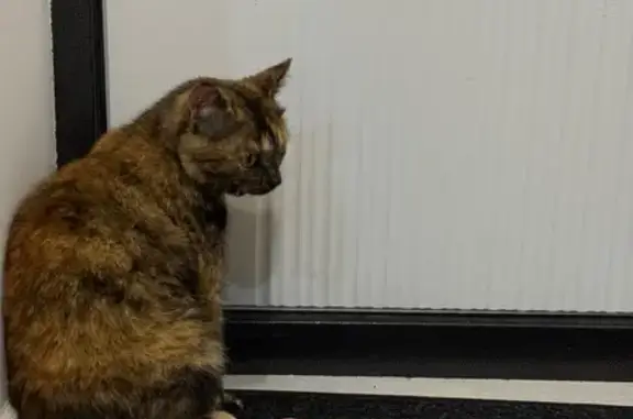 Пропала кошка на ул. Дмитрия Донского, 3А