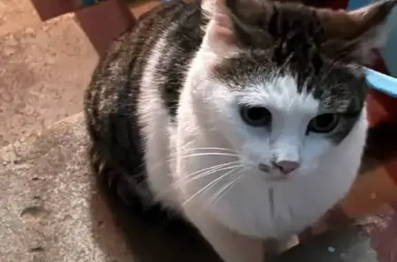 Найдена кошка, Нижний Новгород, фото: Кошка найдена: Академика Лебедева, 6