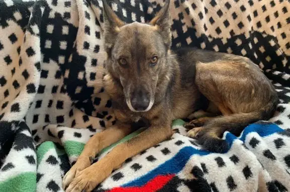 Найдена собака, Москва, фото: Собака найдена: Ярославское ш., Москва